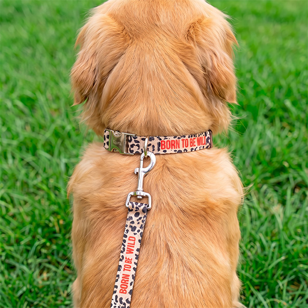 Pack Collar Correa Born to be wild Talla L