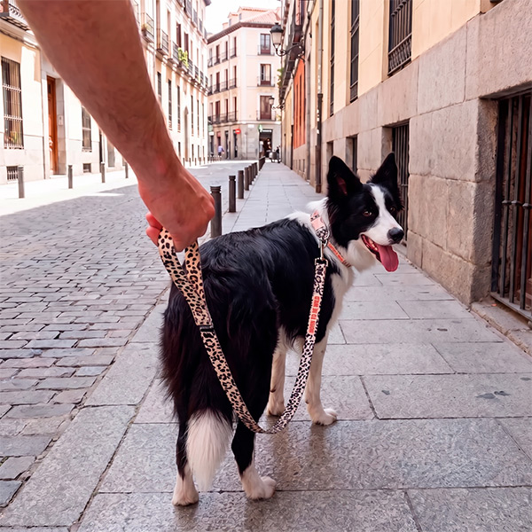 Pack Collar Correa Born to be wild Talla L